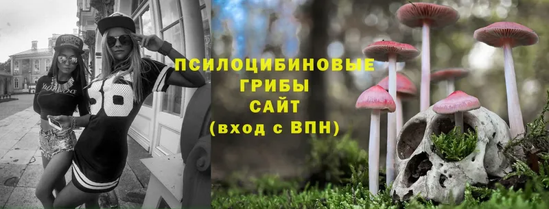 Псилоцибиновые грибы Psilocybine cubensis  Поворино 